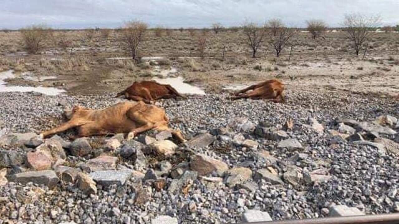 Bill Shorten says Australia should compensate farmers for cattle killed in Queensland's floods.