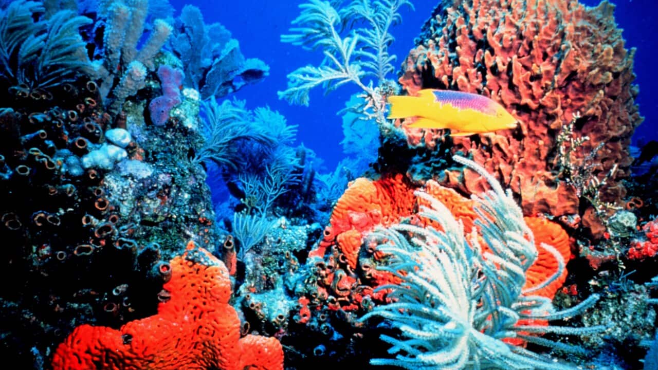 reef1.jpg