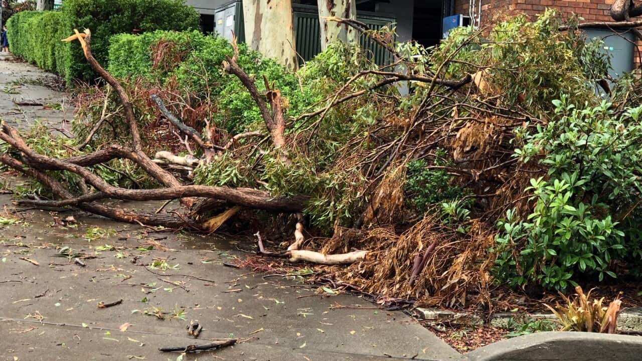 A tree blown down in North Sydney