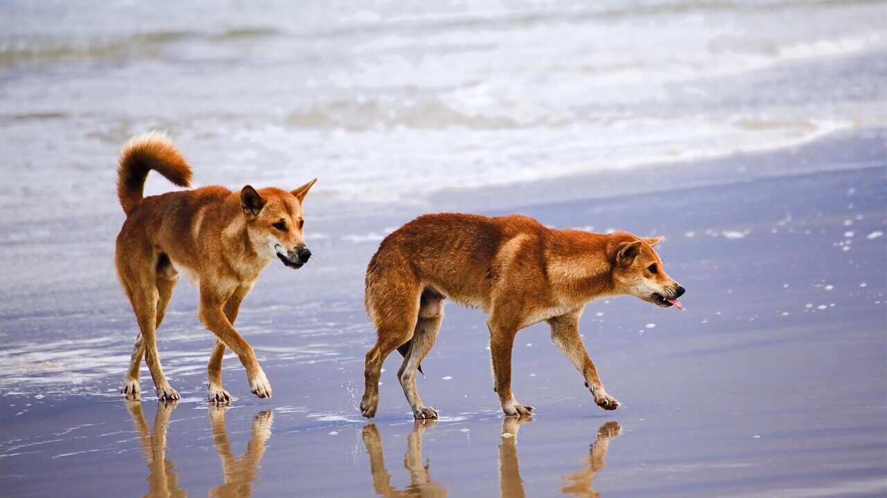 Child bitten by dingo after mother stops to take photo in Queensland’s K’gari Child bitten by dingo after mother stops to take photo in Queensland’s K’gari