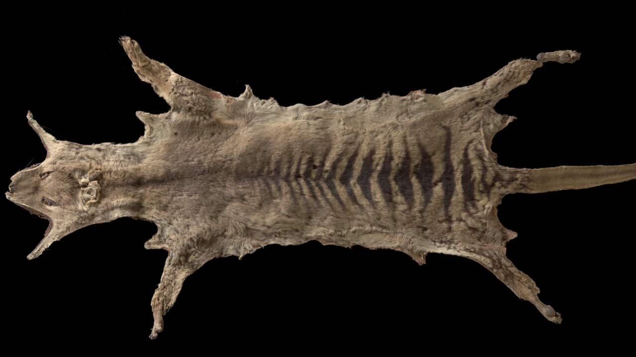 Dieses gut erhaltenes Fell des Tasmanischen Tigers wurde gefunden.