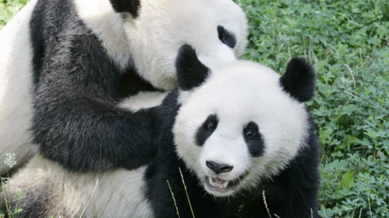 panda_AP_1708_B_1526104263