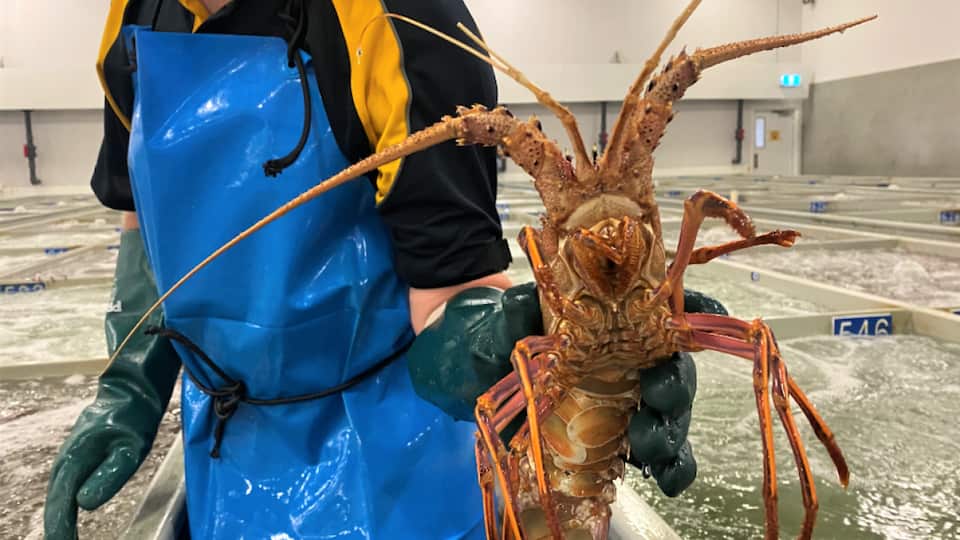 Australia’s premium rock lobsters find new markets, despite trade and