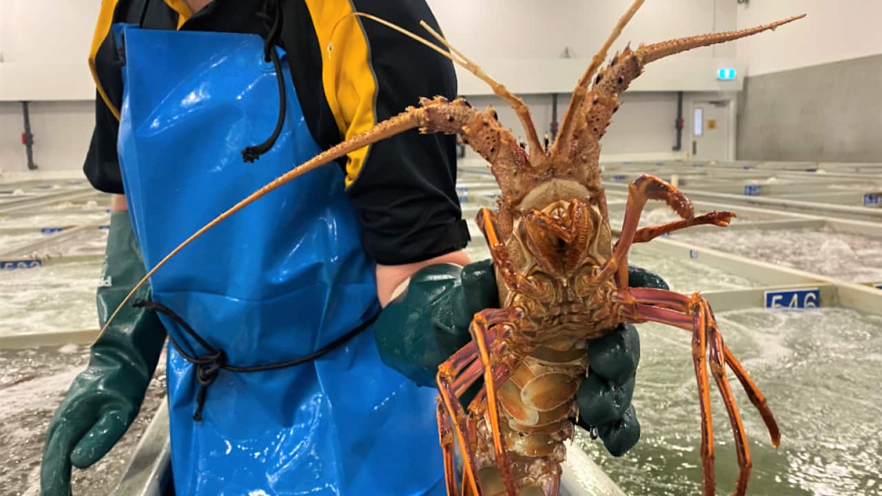 Australia’s premium rock lobsters find new markets, despite trade and