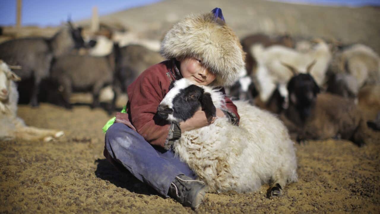 Mongolian nomadic boy cuddles sheep