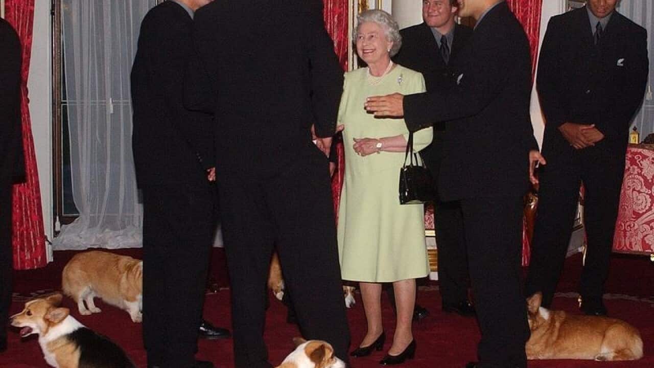 The Queen meets the NZ rugby team surrounded by royal corgis