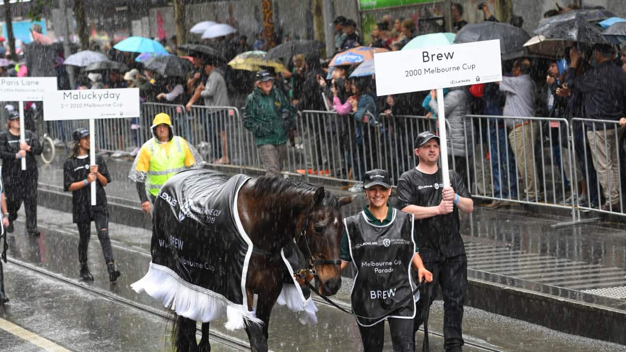 Horse Brew in the rain during Monday’s Melbourne Cup parade