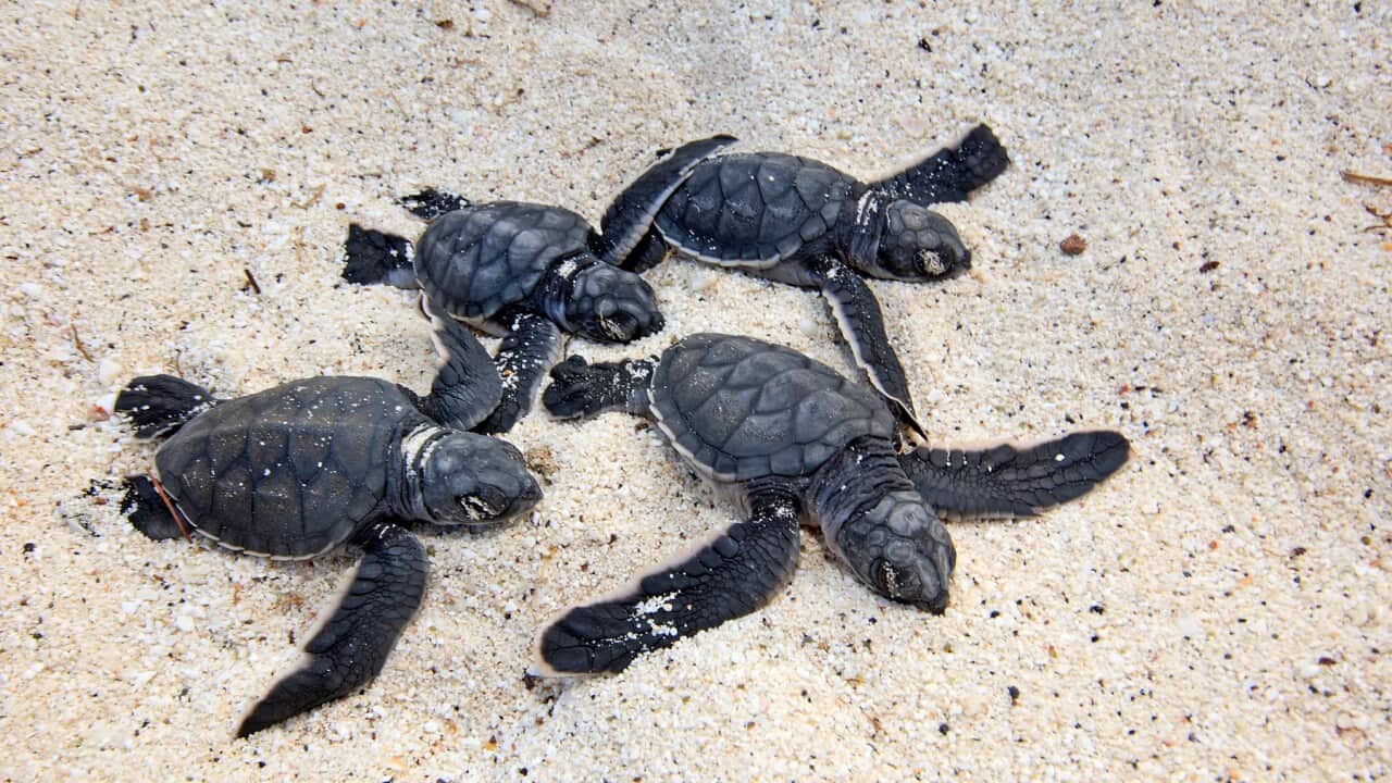 Baby green sea turtles