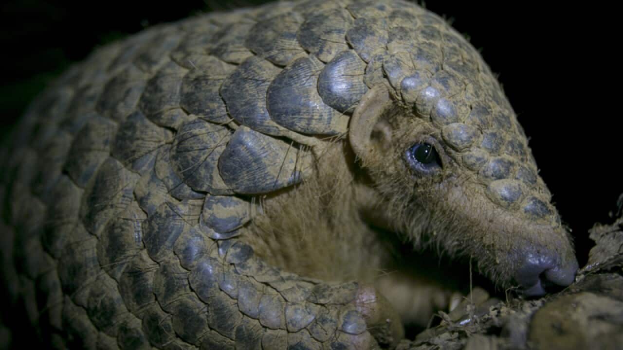 A Chinese pangolin in a Vietnamese national park