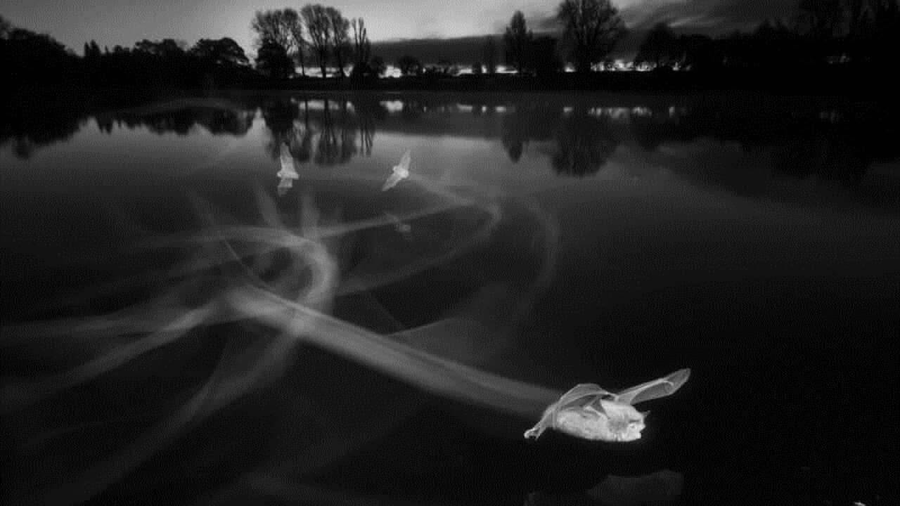 The overall winner of the British Wildlife Photography Awards.