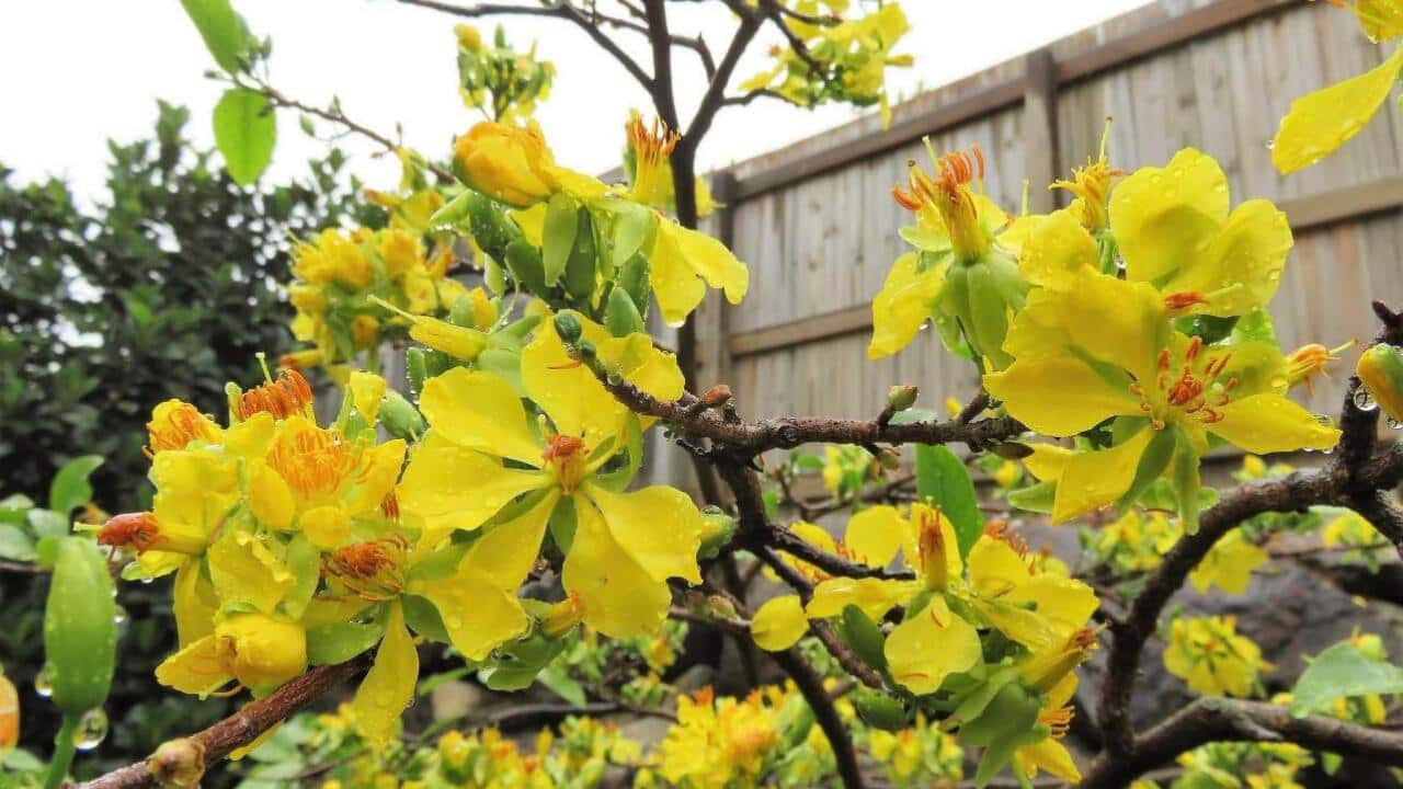 Ochna integerrima - Vietnamese yellow Mai flower