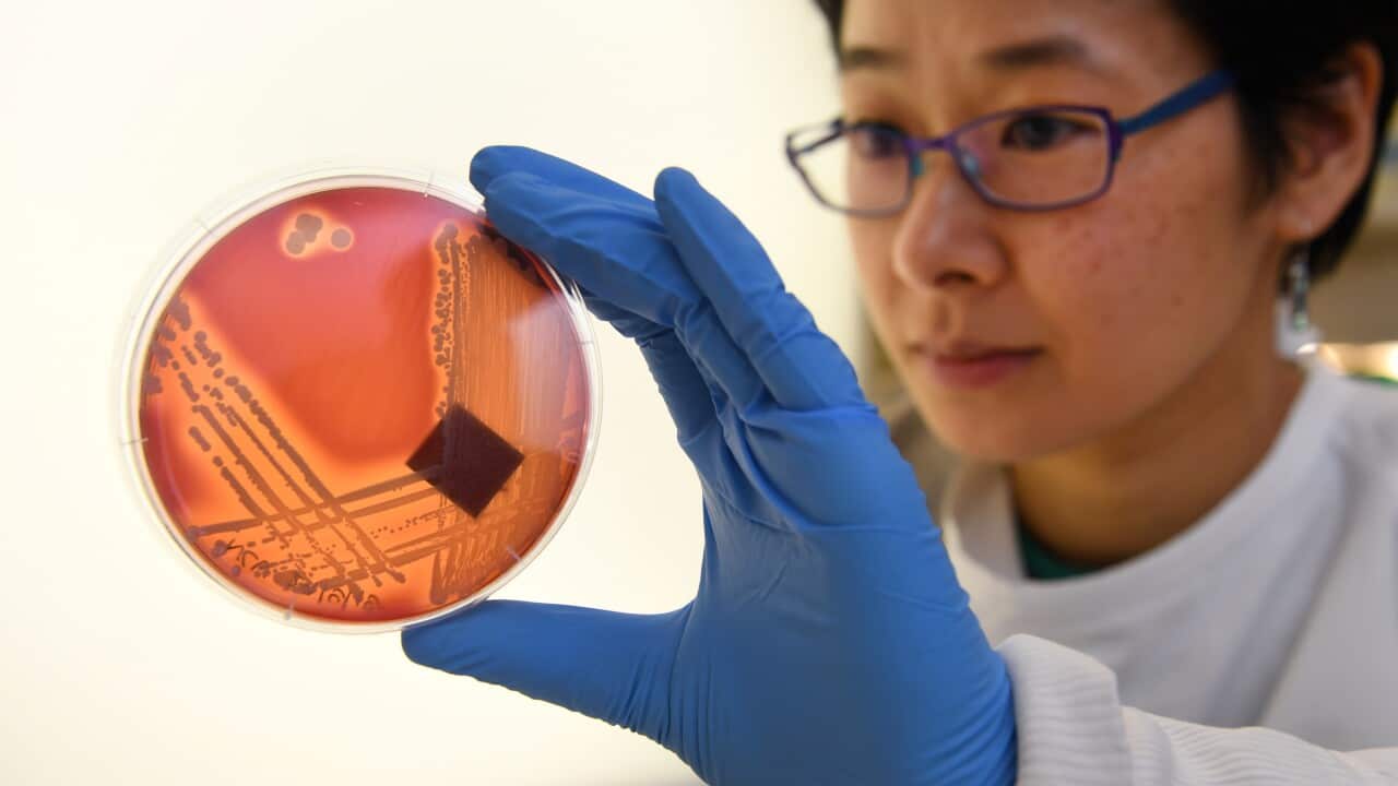 A PhD student at Melbourne's Doherty Institute, inspects the superbug Staphylcocus epidermidis