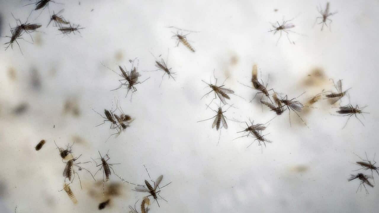 Aedes aegypti mosquitoes