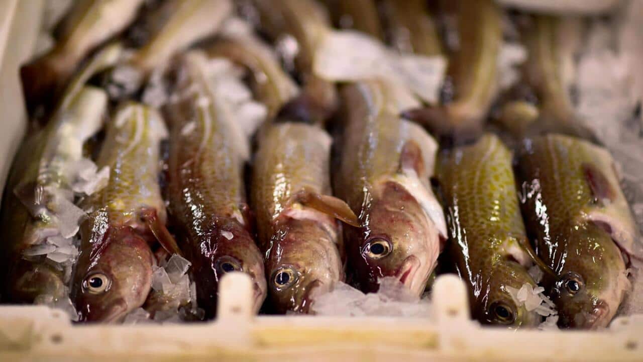Fishes