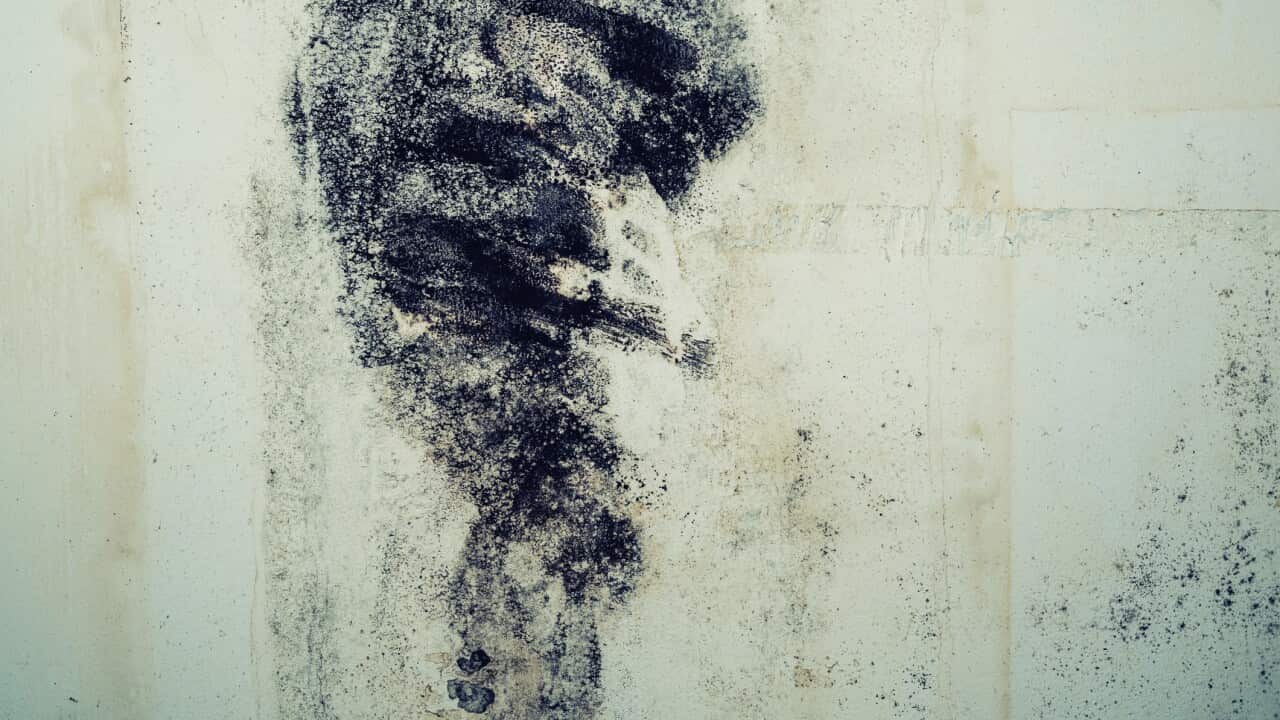 Closeup of a mold wall with fungus