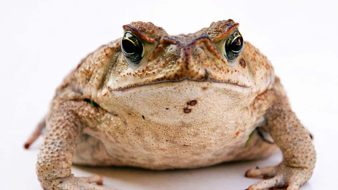 Aga-Kroete (Bufo marinus) - Bufo marinus