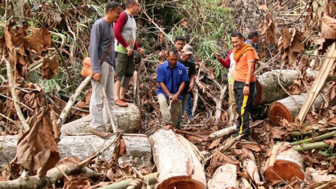 Socio-economic problems within local communities often facilitate illegal logging.