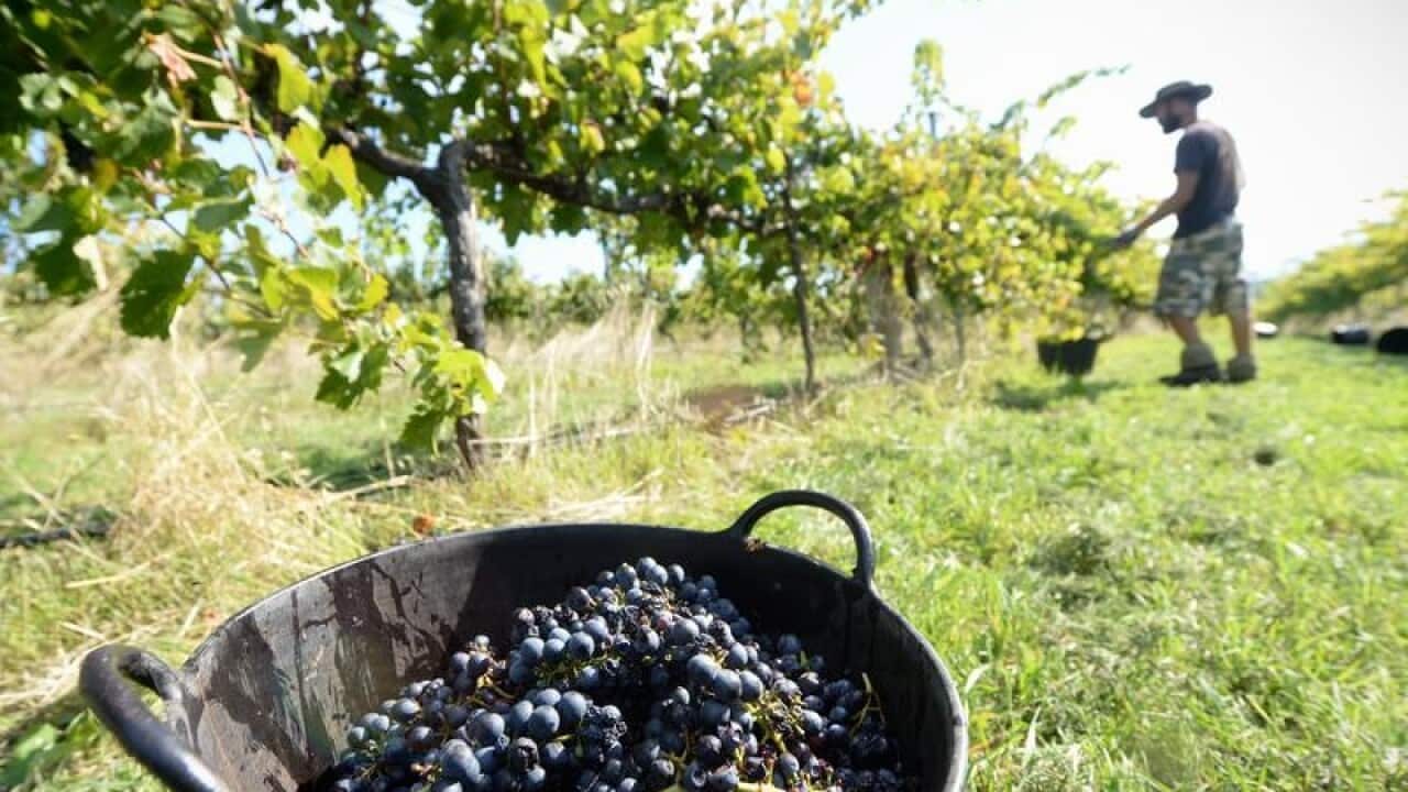 The Wallaroo vineyard