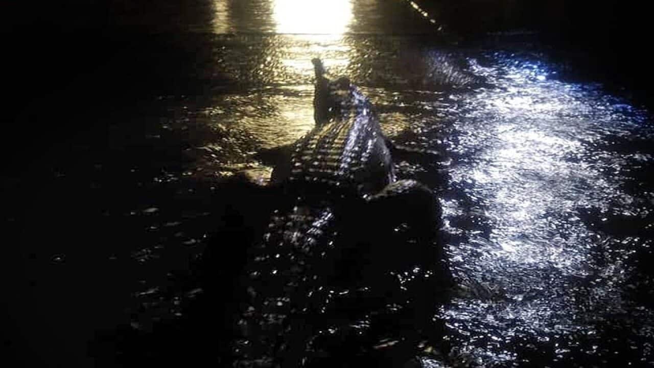 A crocodile in front of a Mundingburra residence