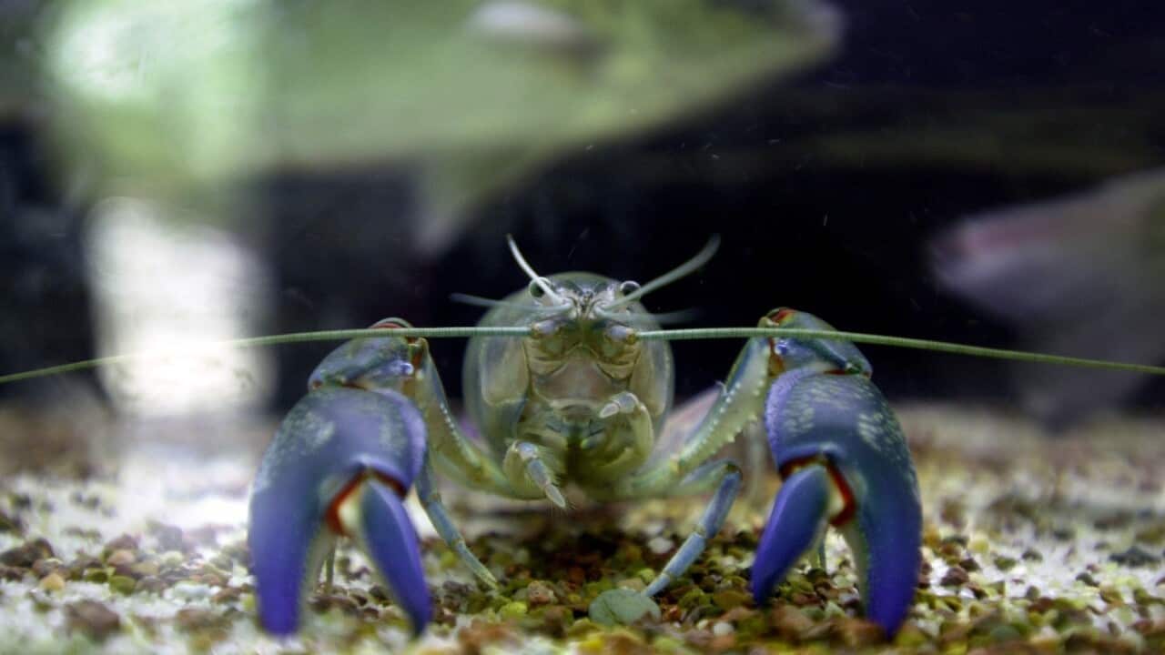 KRALİYET PASKALYA GÖSTERİSİ