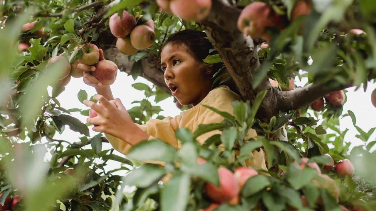 A child climbed up on a tree looks suprised on getting hold of a bunch of ripe apples.