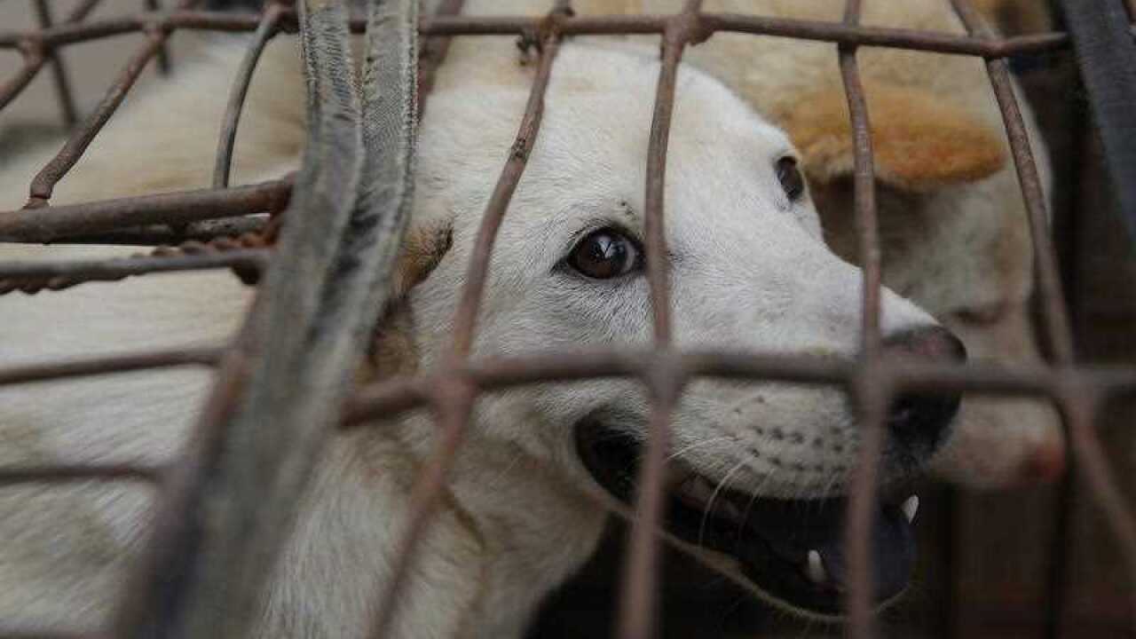 Dogs are seen in a cage for sale at a market in Yulin city, southern China's Guangxi province, 20 June 2016.