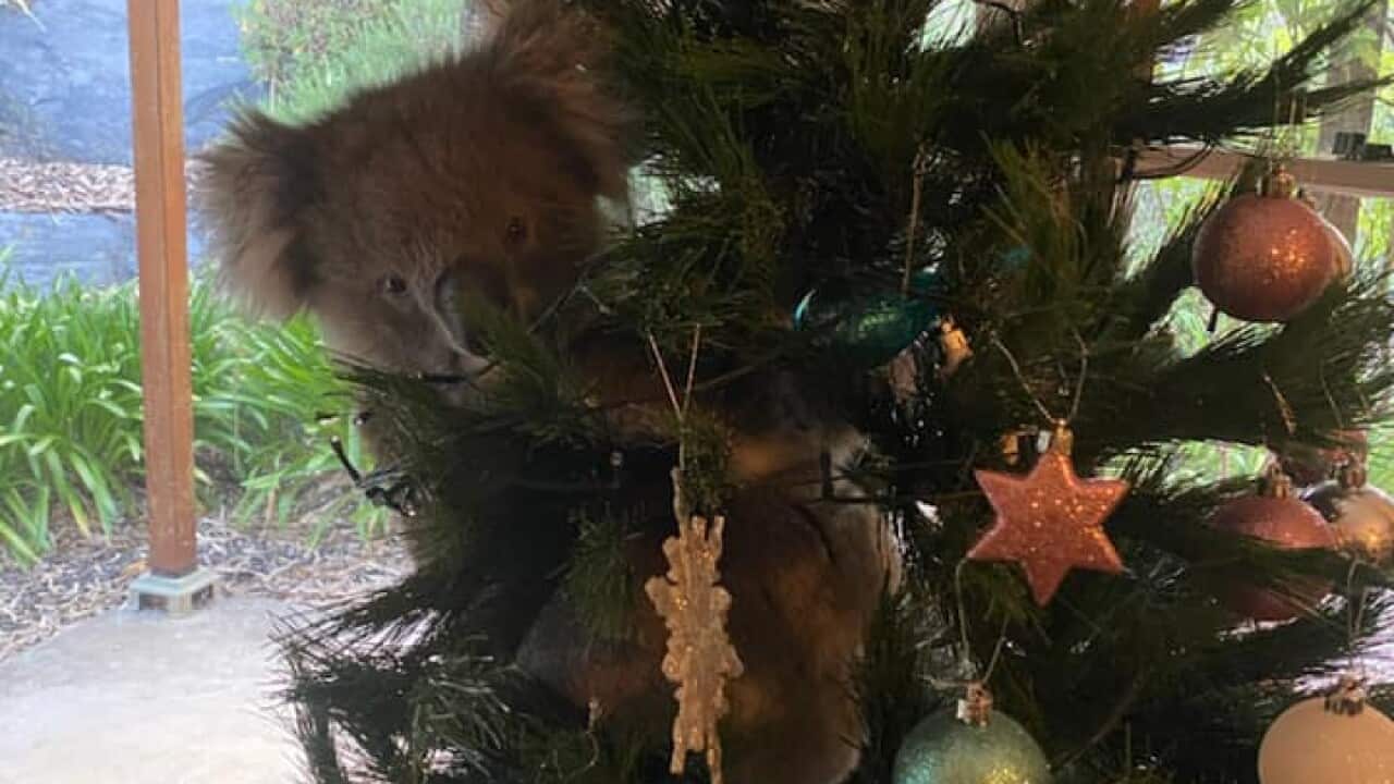 Koala Xmas Tree Adelaide