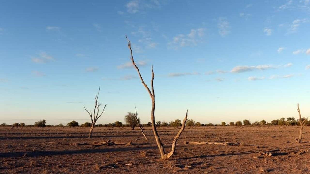 As climate change threatens Australian trees, it’s important to identify which are at risk.