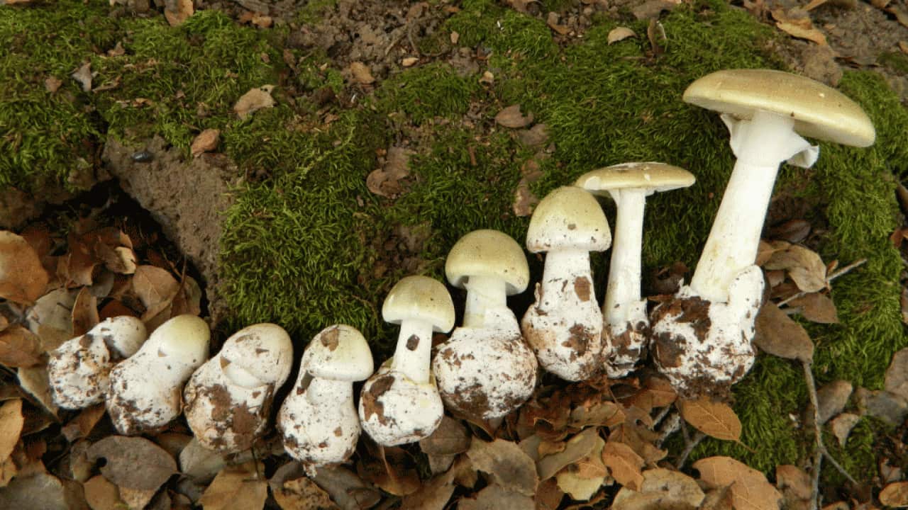 Death Caps