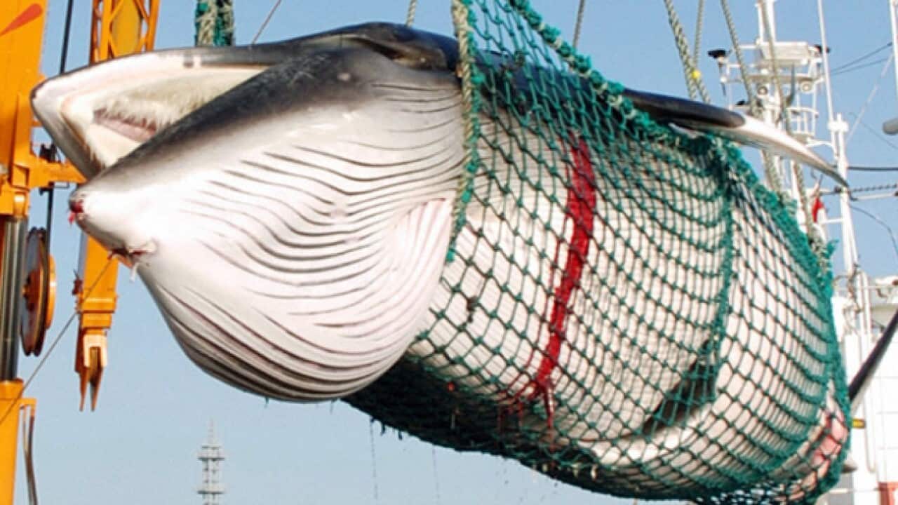 whaling_korea_L-AAP_1146818511