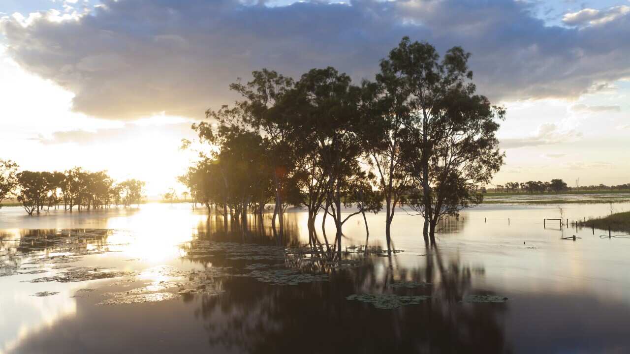 Trees & Flooded Creek, Rockhampton, Queensland