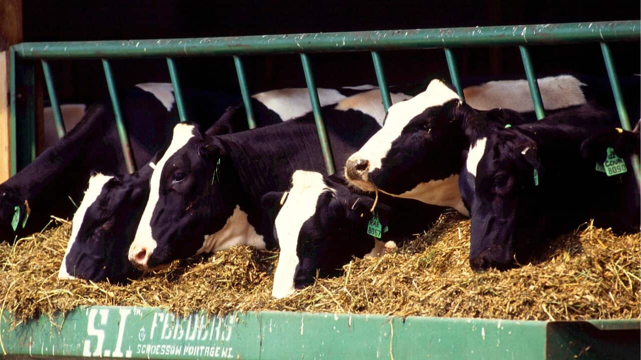 Cattle in a US feedlot in Wisconsin