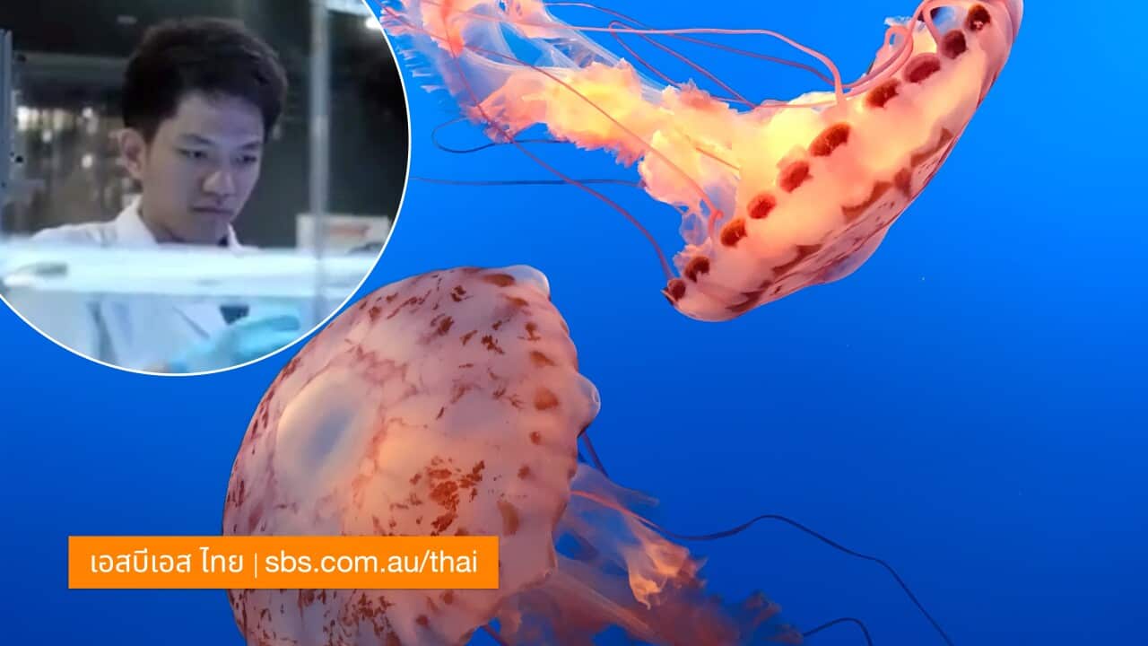 Image for read more article 'เรื่องราวที่น่าสนใจจากเอสบีเอส ไทย'