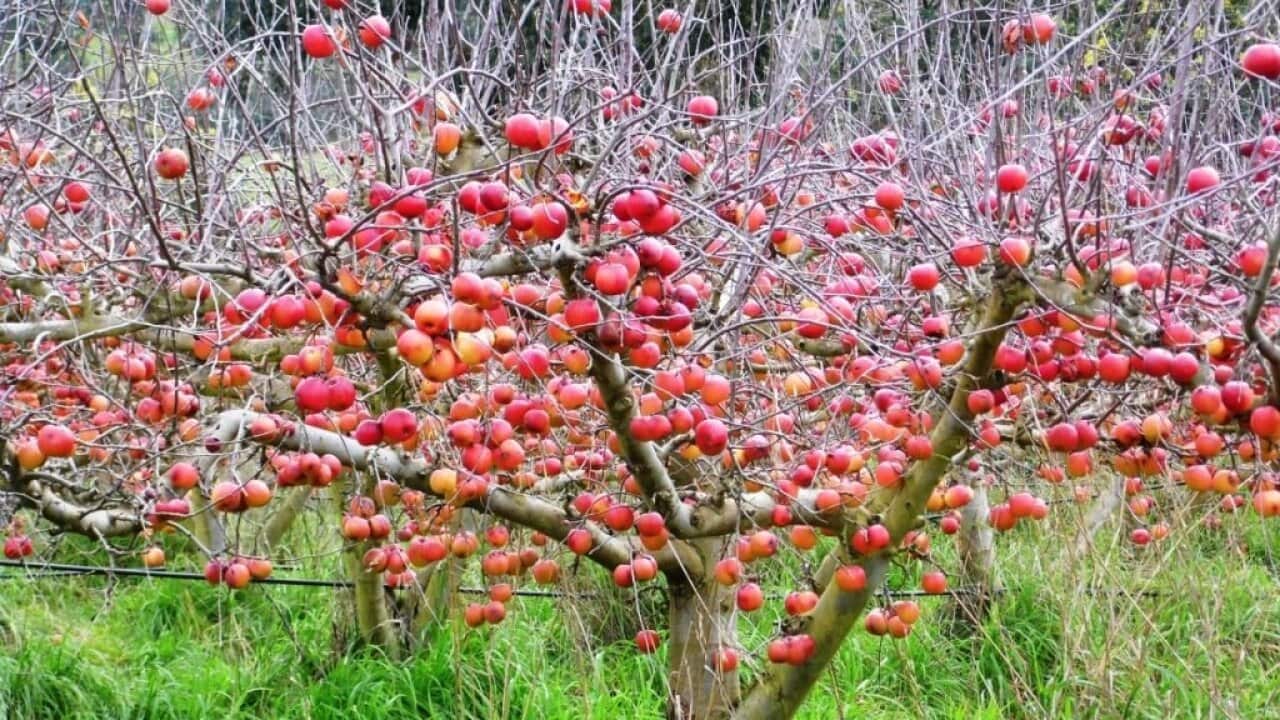 Tasmanian apples- Tasmanian Geographic.jpg