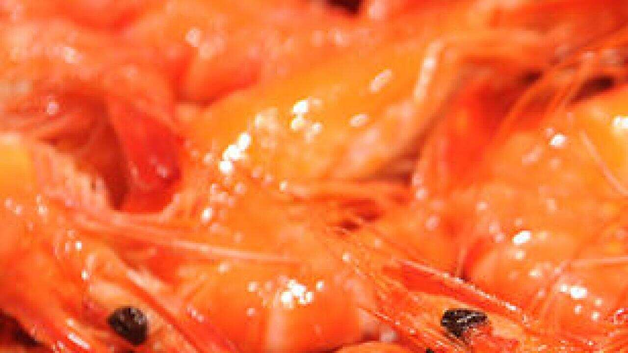 Mariscos afectados por derrame de químicos tóxicos en aguas de