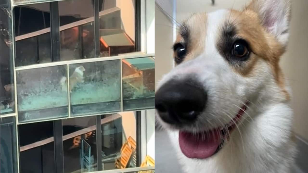 A spliced picture of the corgi on the balcony on the left and a close-up of the corgi after rescue.