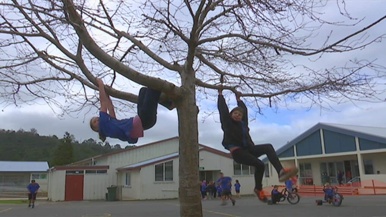 The school with no rules sbs news