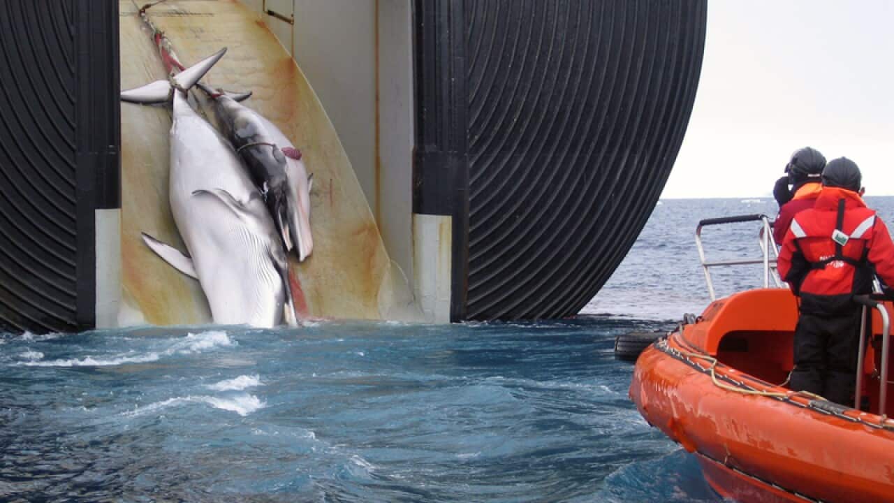 A minke whale onboard a Japanese ship