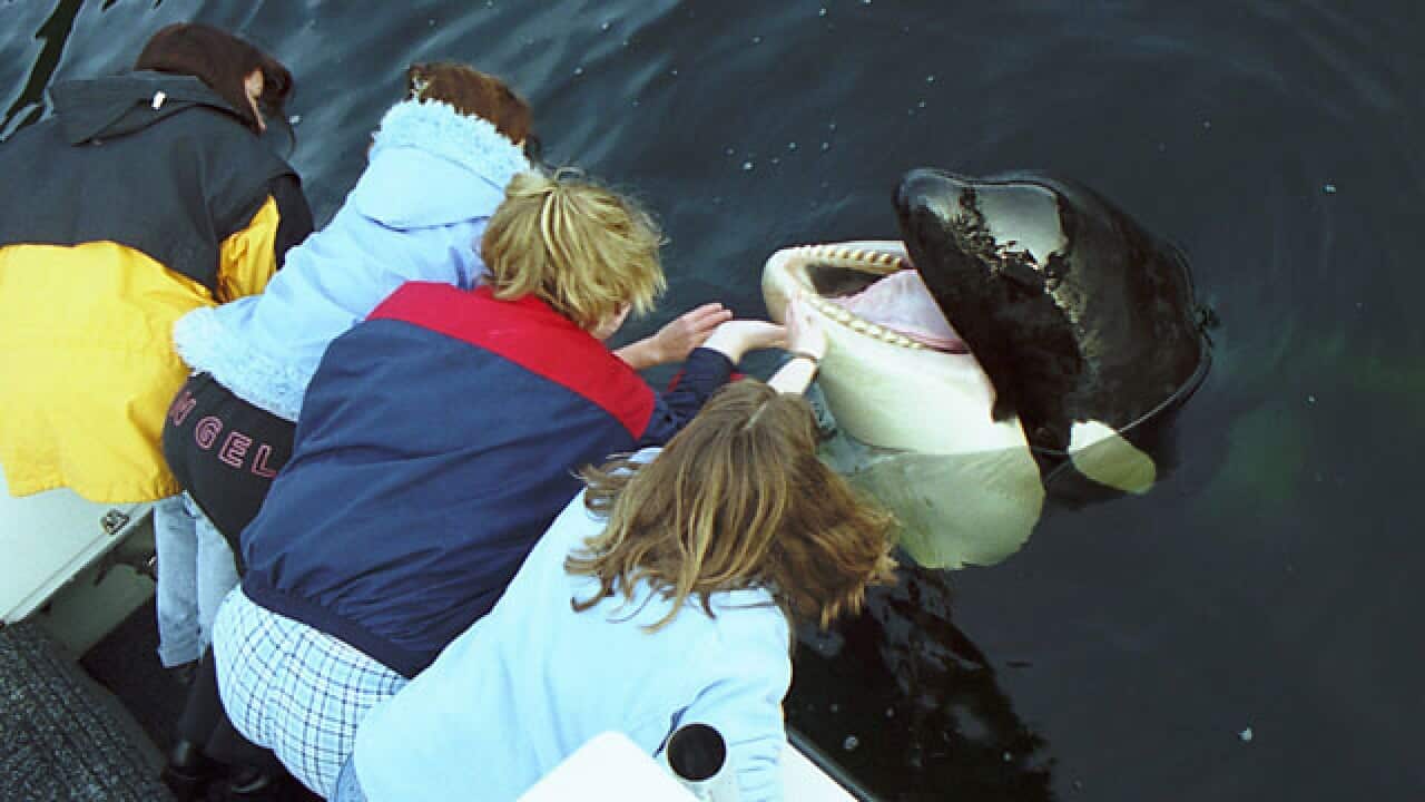 The-Whale_640_381521465