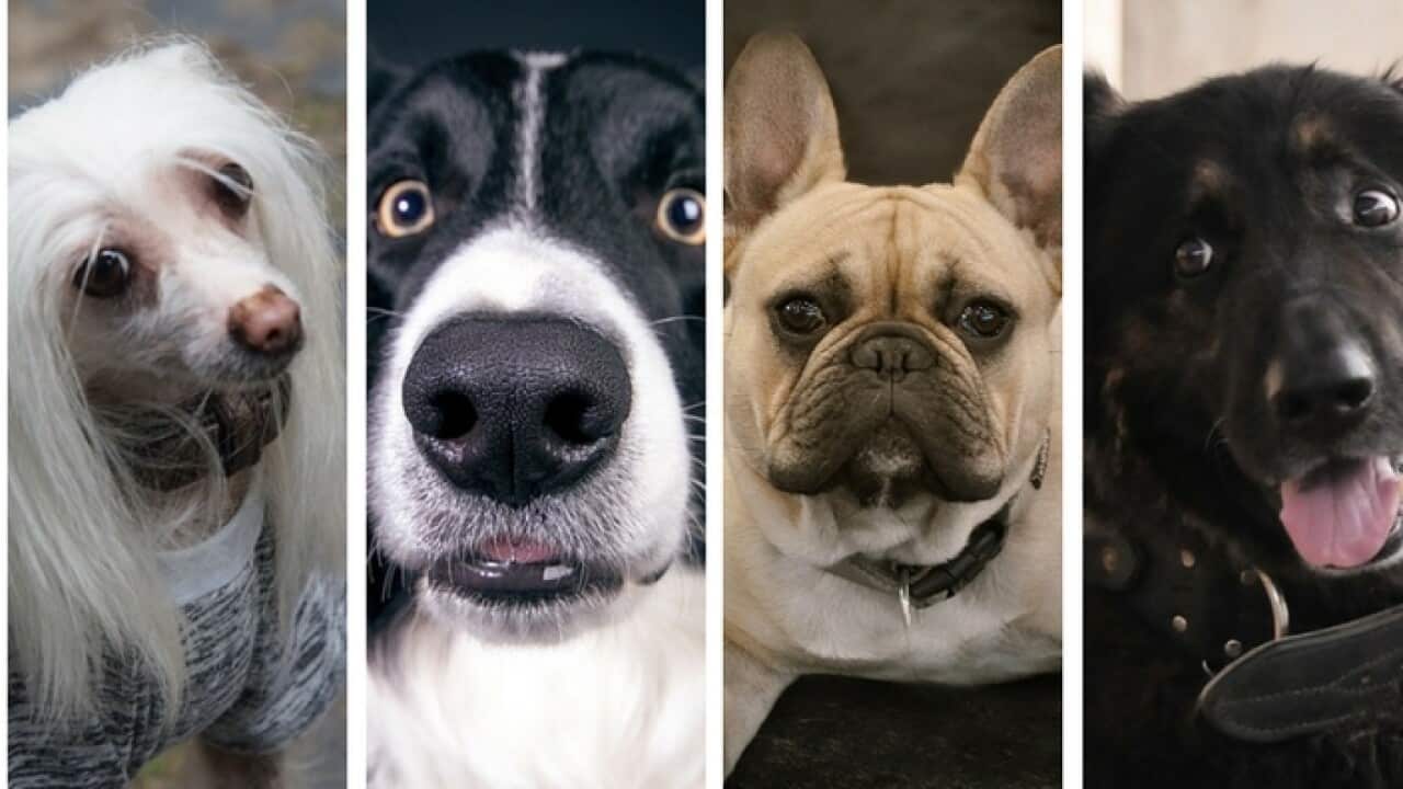 Dog barking in different languages
