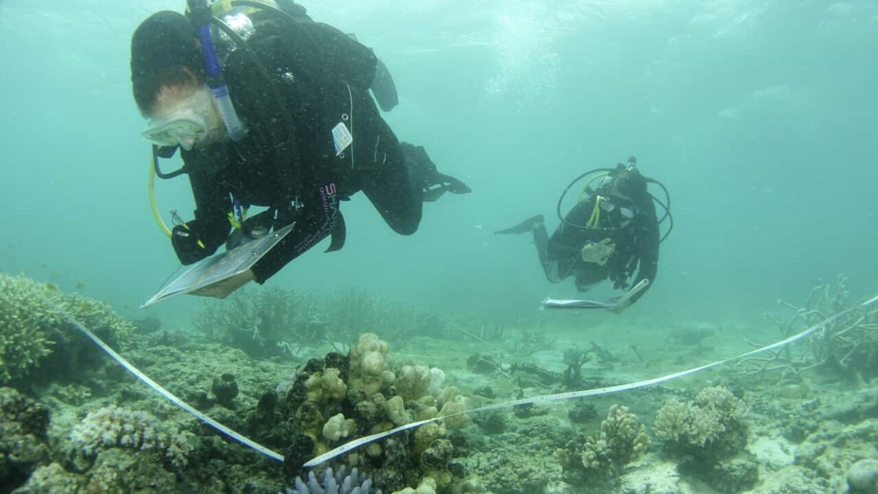 Australia Barrier Reef