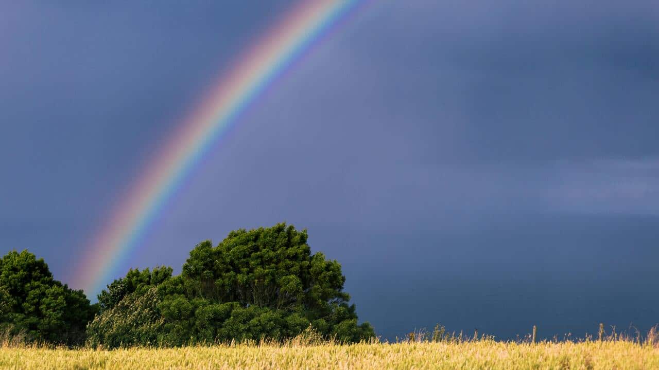 A representative image of a wheat field in Tasmania.