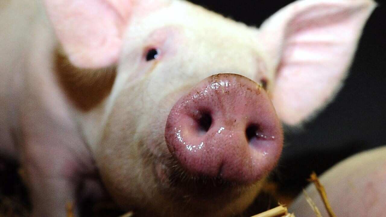 A pig
