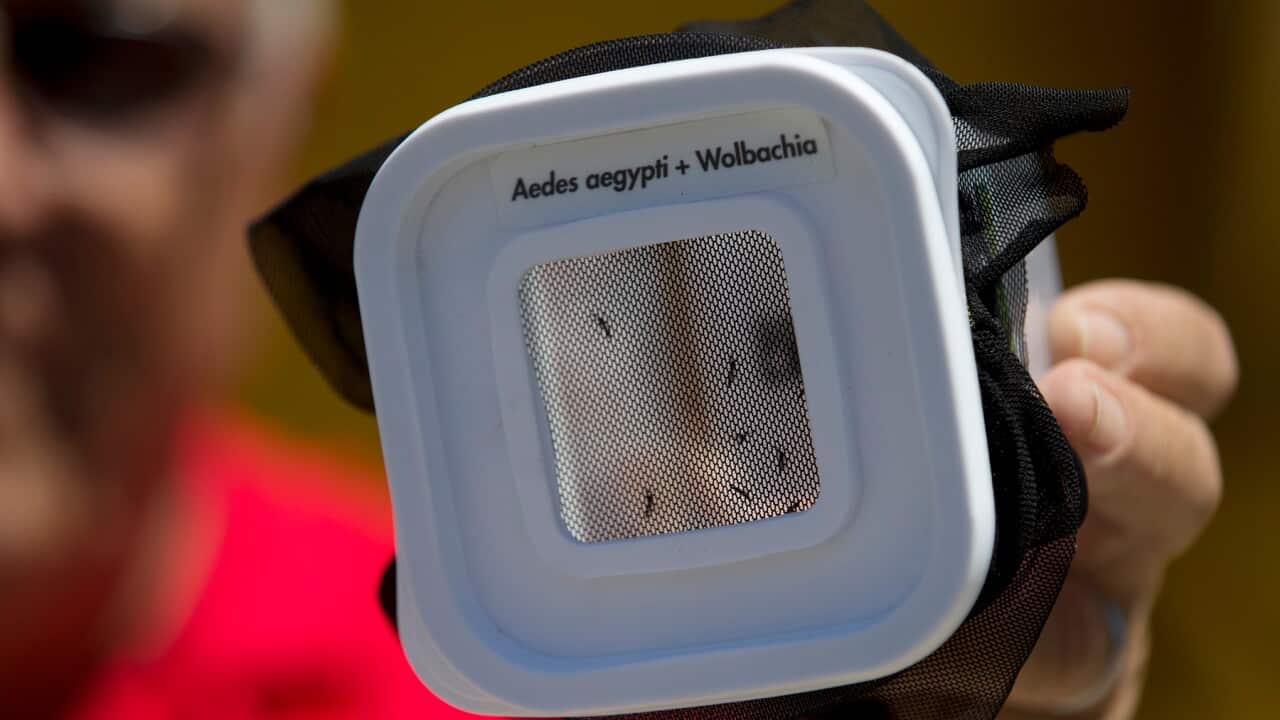 Mosquitoes infected with Wolbachia