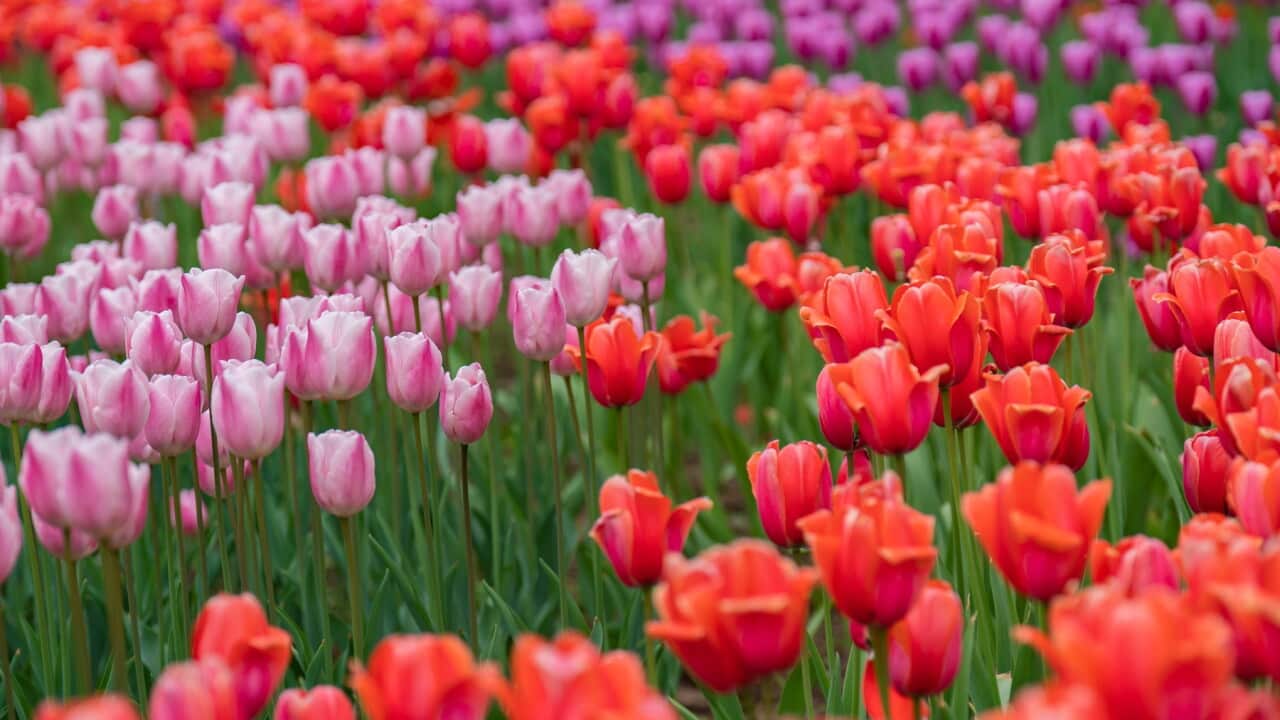 Are the 'big box' retailers ruining gardening? - Vimarsana News