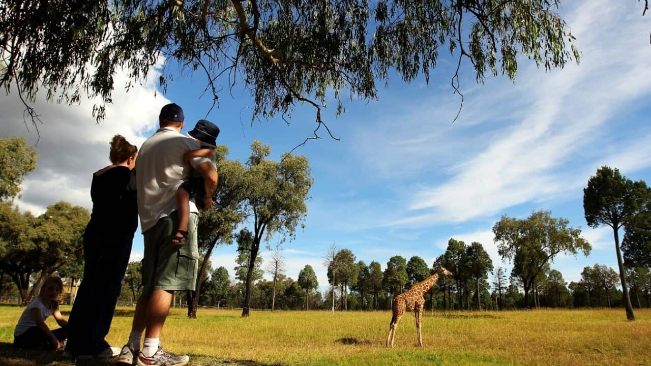 A file image of vistors watching giraffes at Taronga Western Plains Zoo (Getty)