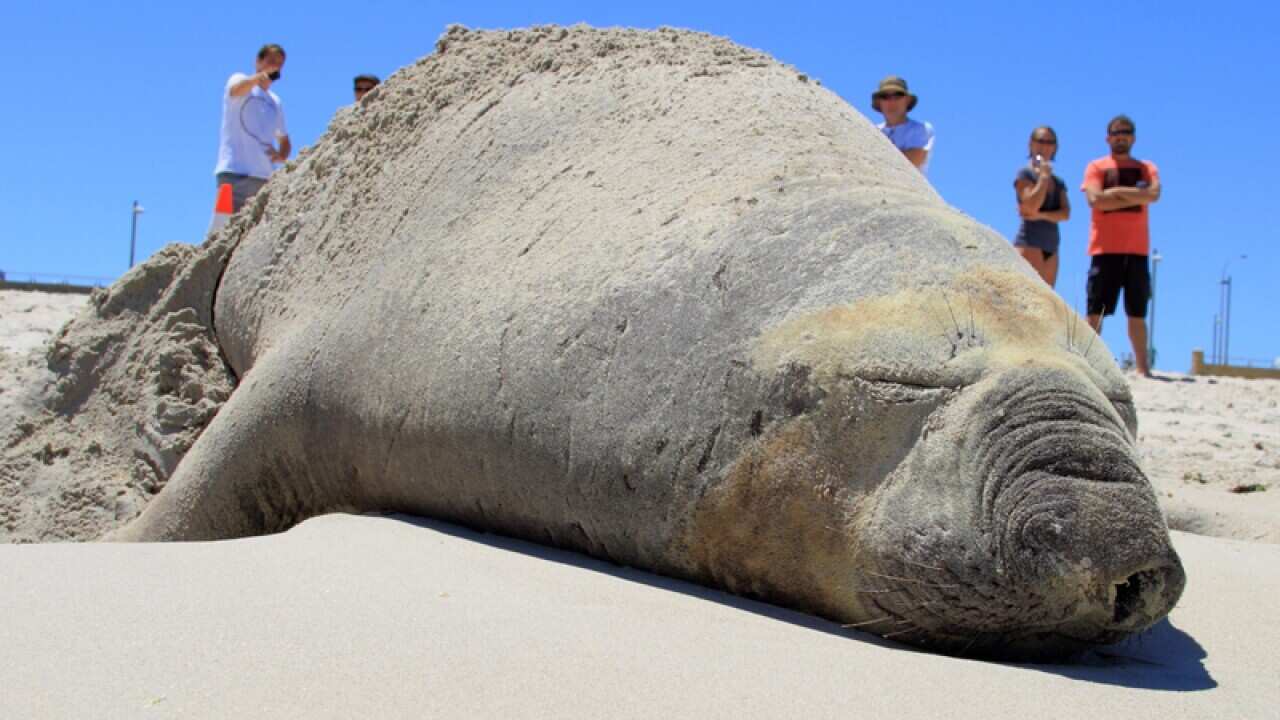 two-tonne southern elephant seal