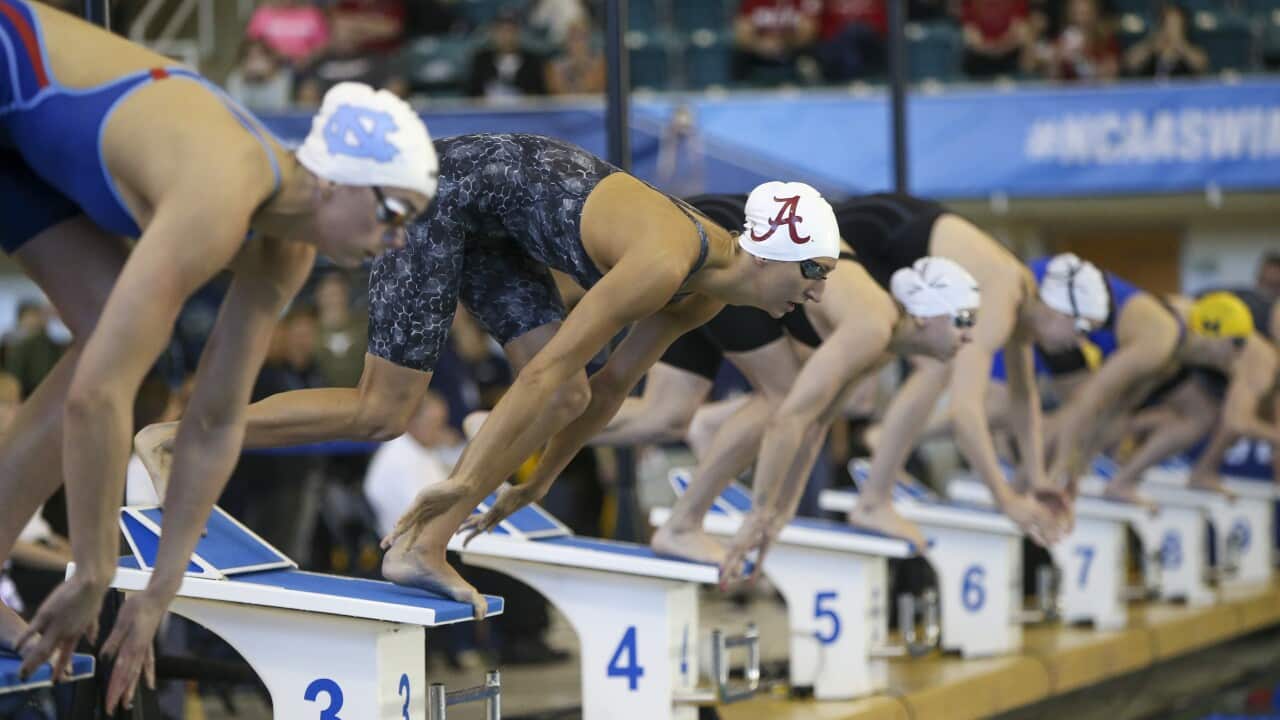 Crimson Tide swimmer Cora Dupre dives off the block during the 50 free final at the NCAA Womens Swimming & Diving Championships