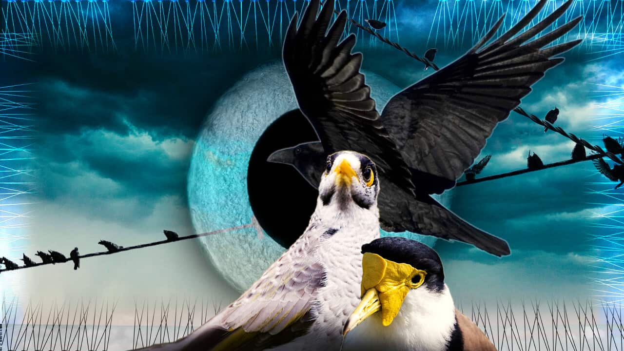 Two birds with yellow beaks and a black bird in front of an eye and a stormy sky