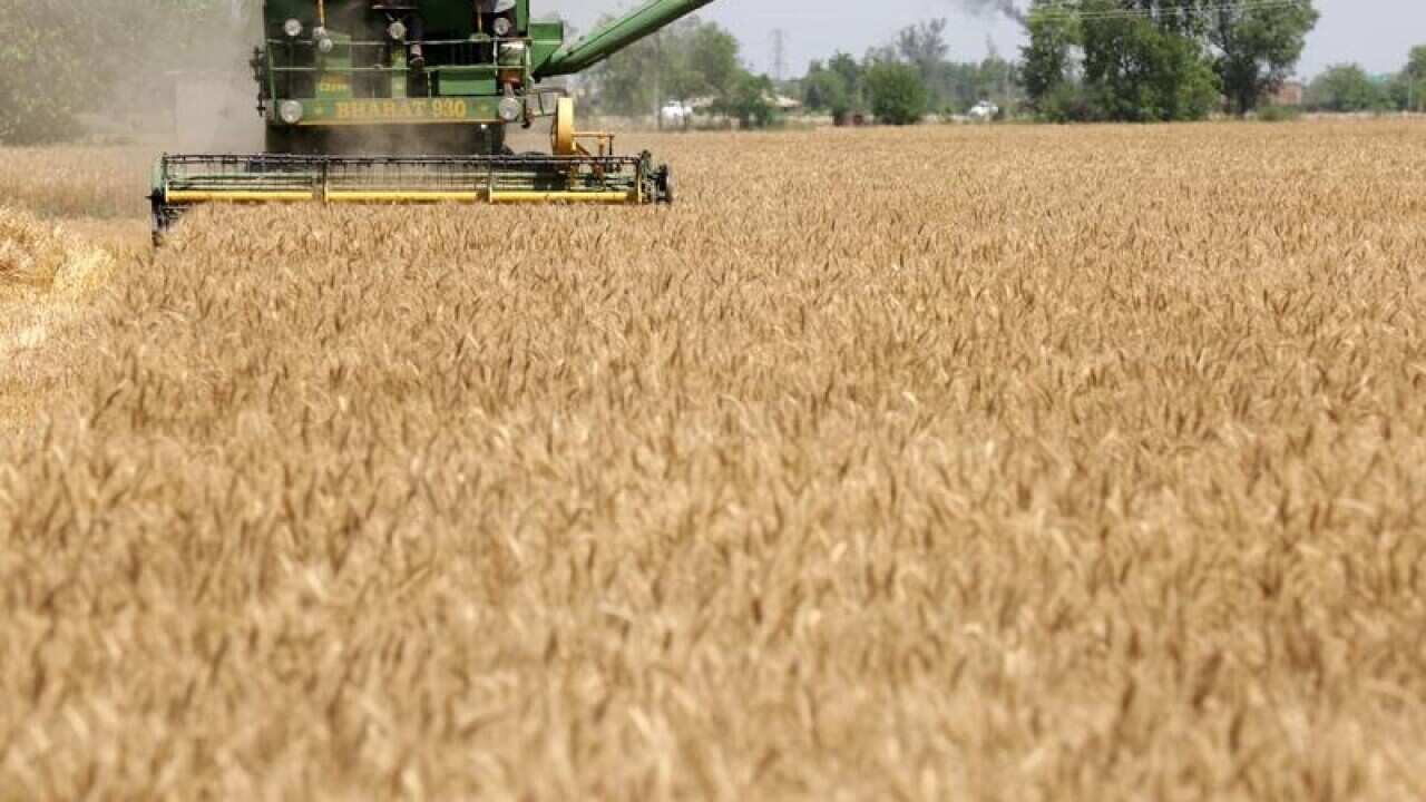 Harvest Wheat